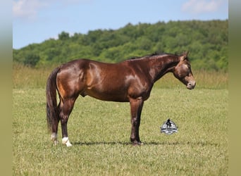 American Quarter Horse, Wallach, 5 Jahre, 143 cm, Buckskin