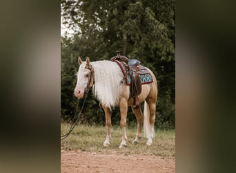 American Quarter Horse, Wallach, 5 Jahre, 143 cm, Palomino