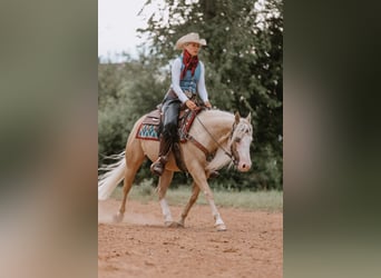 American Quarter Horse, Wallach, 5 Jahre, 143 cm, Palomino