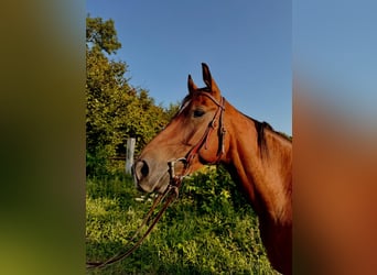 American Quarter Horse, Wallach, 5 Jahre, 145 cm, Brauner