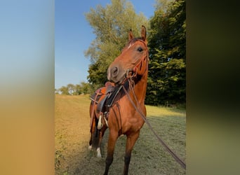 American Quarter Horse, Wallach, 5 Jahre, 145 cm, Brauner
