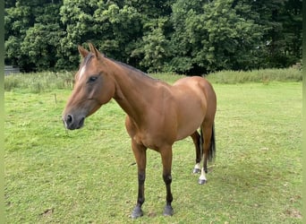 American Quarter Horse, Wallach, 5 Jahre, 145 cm, Brauner