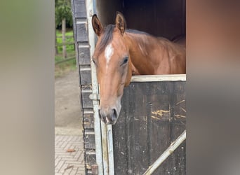 American Quarter Horse, Wallach, 5 Jahre, 145 cm, Brauner
