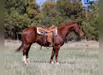 American Quarter Horse, Wallach, 5 Jahre, 145 cm, Dunkelfuchs