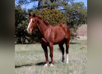 American Quarter Horse, Wallach, 5 Jahre, 145 cm, Dunkelfuchs