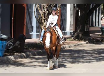 American Quarter Horse, Wallach, 5 Jahre, 145 cm, Falbe