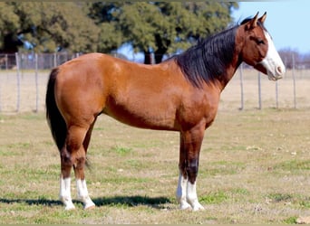 American Quarter Horse, Wallach, 5 Jahre, 145 cm, Falbe