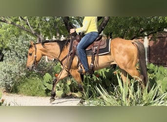 American Quarter Horse, Wallach, 5 Jahre, 145 cm, Falbe