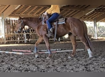 American Quarter Horse, Wallach, 5 Jahre, 145 cm, Fuchs