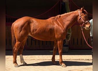 American Quarter Horse, Wallach, 5 Jahre, 145 cm, Fuchs