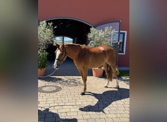 American Quarter Horse, Wallach, 5 Jahre, 145 cm, Fuchs