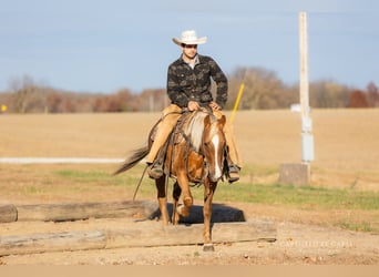 American Quarter Horse, Wallach, 5 Jahre, 145 cm, Palomino