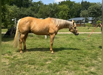 American Quarter Horse, Wallach, 5 Jahre, 145 cm, Palomino