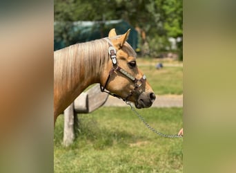 American Quarter Horse, Wallach, 5 Jahre, 145 cm, Palomino