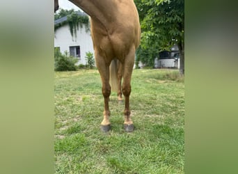 American Quarter Horse, Wallach, 5 Jahre, 145 cm, Palomino