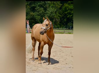 American Quarter Horse, Wallach, 5 Jahre, 145 cm, Palomino