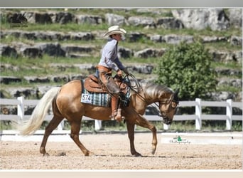 American Quarter Horse, Wallach, 5 Jahre, 145 cm, Palomino