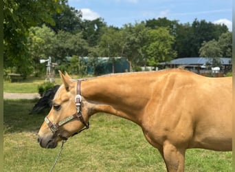 American Quarter Horse, Wallach, 5 Jahre, 145 cm, Palomino
