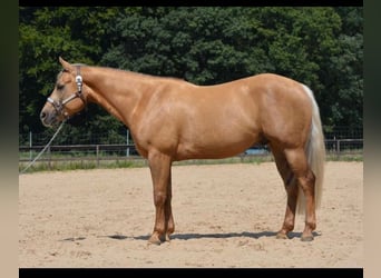 American Quarter Horse, Wallach, 5 Jahre, 145 cm, Palomino