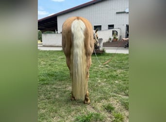 American Quarter Horse, Wallach, 5 Jahre, 145 cm, Palomino