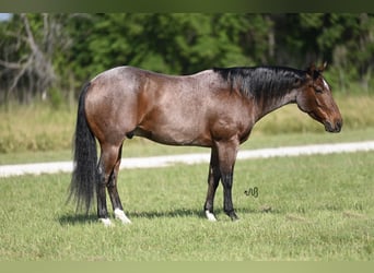 American Quarter Horse, Wallach, 5 Jahre, 145 cm, Roan-Bay