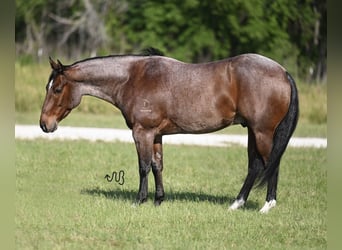 American Quarter Horse, Wallach, 5 Jahre, 145 cm, Roan-Bay