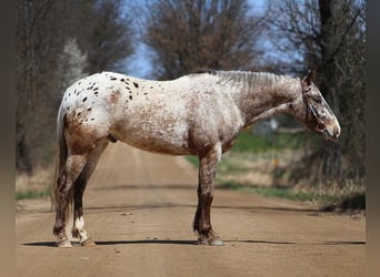 American Quarter Horse, Wallach, 5 Jahre, 145 cm, Roan-Bay