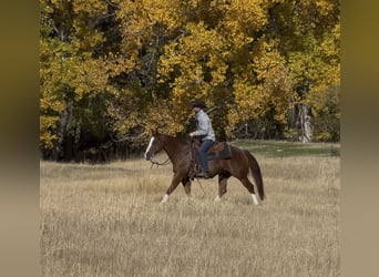 American Quarter Horse, Wallach, 5 Jahre, 145 cm, Rotfuchs