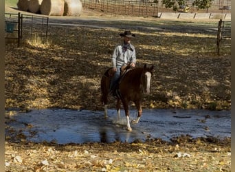 American Quarter Horse, Wallach, 5 Jahre, 145 cm, Rotfuchs