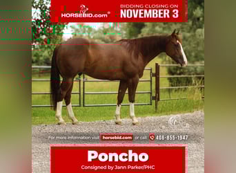 American Quarter Horse, Wallach, 5 Jahre, 145 cm, Rotfuchs