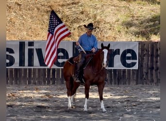 American Quarter Horse, Wallach, 5 Jahre, 145 cm, Rotfuchs