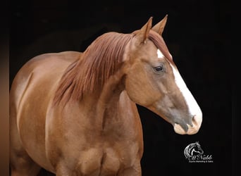 American Quarter Horse, Wallach, 5 Jahre, 145 cm, Rotfuchs