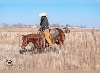American Quarter Horse, Wallach, 5 Jahre, 145 cm, Rotfuchs