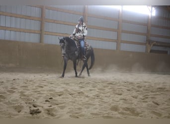 American Quarter Horse, Wallach, 5 Jahre, 145 cm, Schimmel