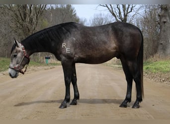 American Quarter Horse, Wallach, 5 Jahre, 145 cm, Schimmel