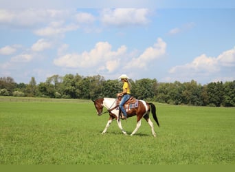 American Quarter Horse, Wallach, 5 Jahre, 145 cm, Tobiano-alle-Farben