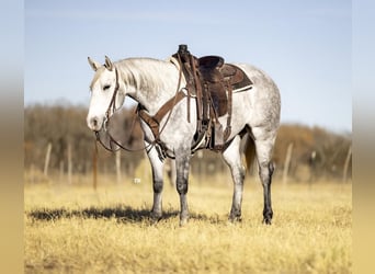 American Quarter Horse Mix, Wallach, 5 Jahre, 147 cm, Apfelschimmel