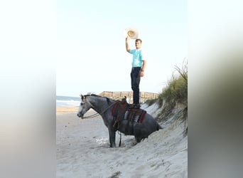 American Quarter Horse, Wallach, 5 Jahre, 147 cm, Apfelschimmel
