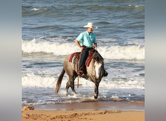American Quarter Horse, Wallach, 5 Jahre, 147 cm, Apfelschimmel