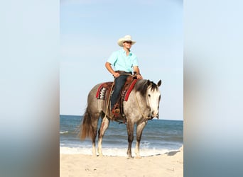 American Quarter Horse, Wallach, 5 Jahre, 147 cm, Apfelschimmel