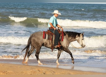 American Quarter Horse, Wallach, 5 Jahre, 147 cm, Apfelschimmel