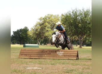 American Quarter Horse, Wallach, 5 Jahre, 147 cm, Apfelschimmel