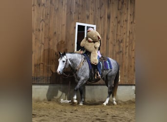 American Quarter Horse, Wallach, 5 Jahre, 147 cm, Apfelschimmel