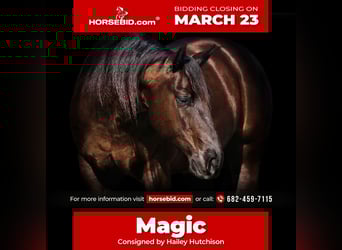 American Quarter Horse, Wallach, 5 Jahre, 147 cm, Brauner