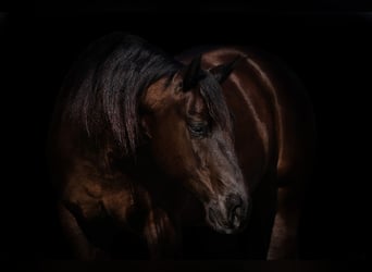 American Quarter Horse, Wallach, 5 Jahre, 147 cm, Brauner