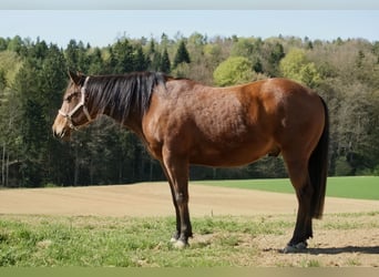American Quarter Horse, Wallach, 5 Jahre, 147 cm, Brauner