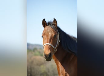 American Quarter Horse, Wallach, 5 Jahre, 147 cm, Brauner