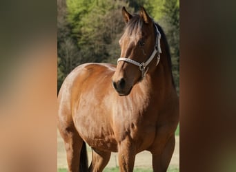 American Quarter Horse, Wallach, 5 Jahre, 147 cm, Brauner