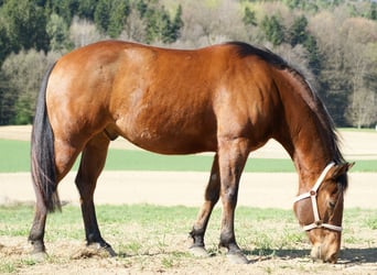 American Quarter Horse, Wallach, 5 Jahre, 147 cm, Brauner