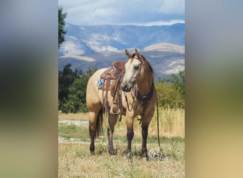 American Quarter Horse, Wallach, 5 Jahre, 147 cm, Buckskin